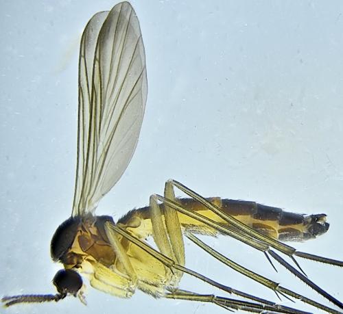 Réf. 333 421 : Orfelia nemoralis